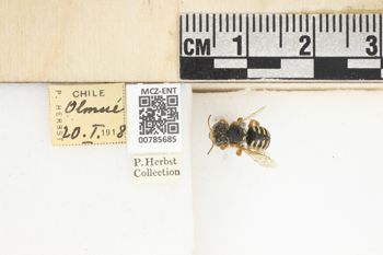 Media type: image;   Entomology 785685 Aspect: Labels